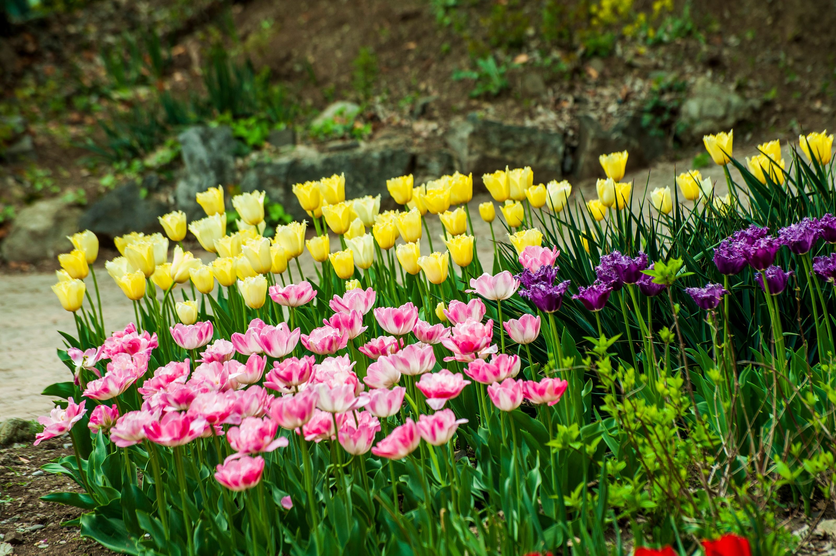 Colorful flower garden in bloom