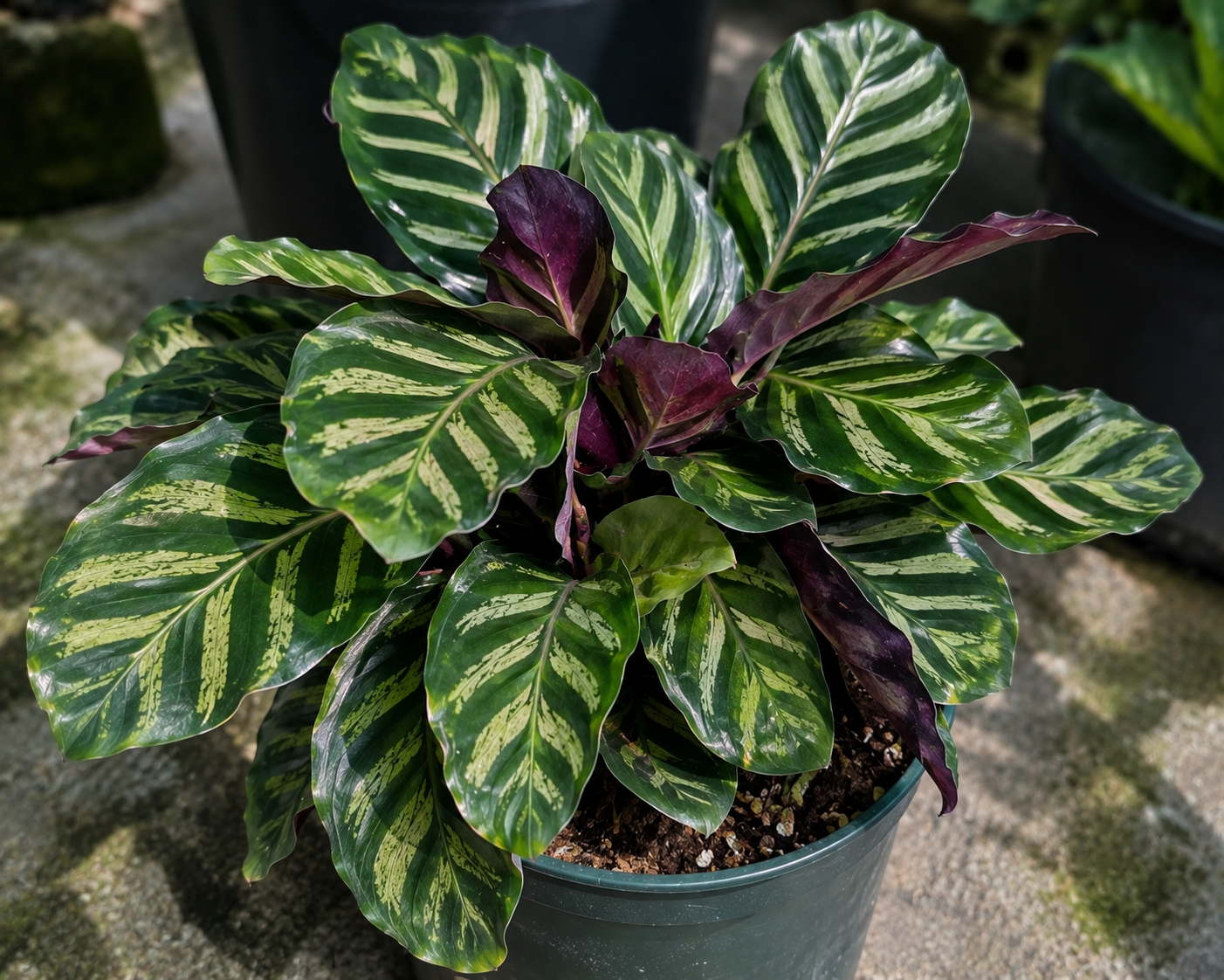 Rattlesnake calathea annual