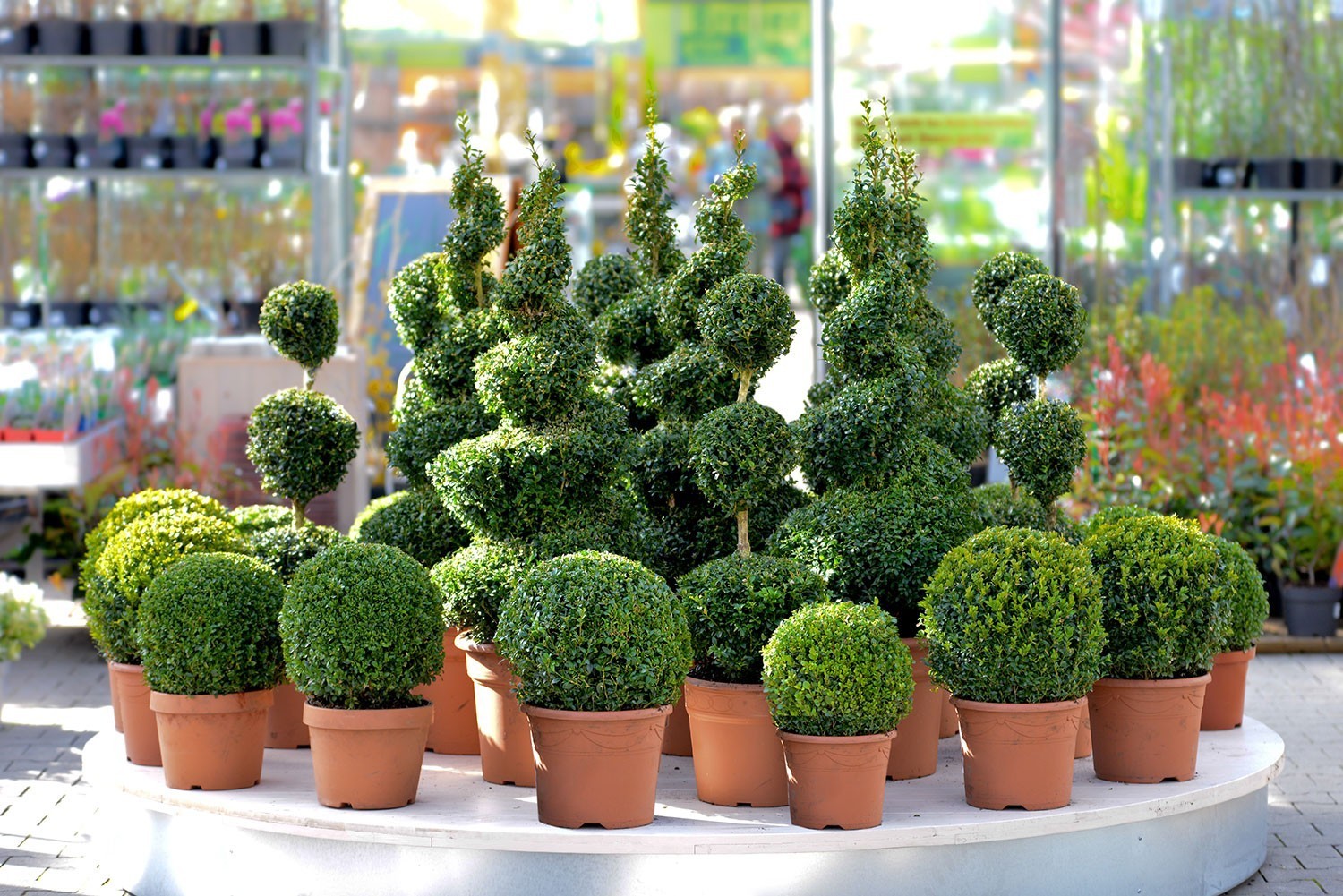 Variegated ficus topiary